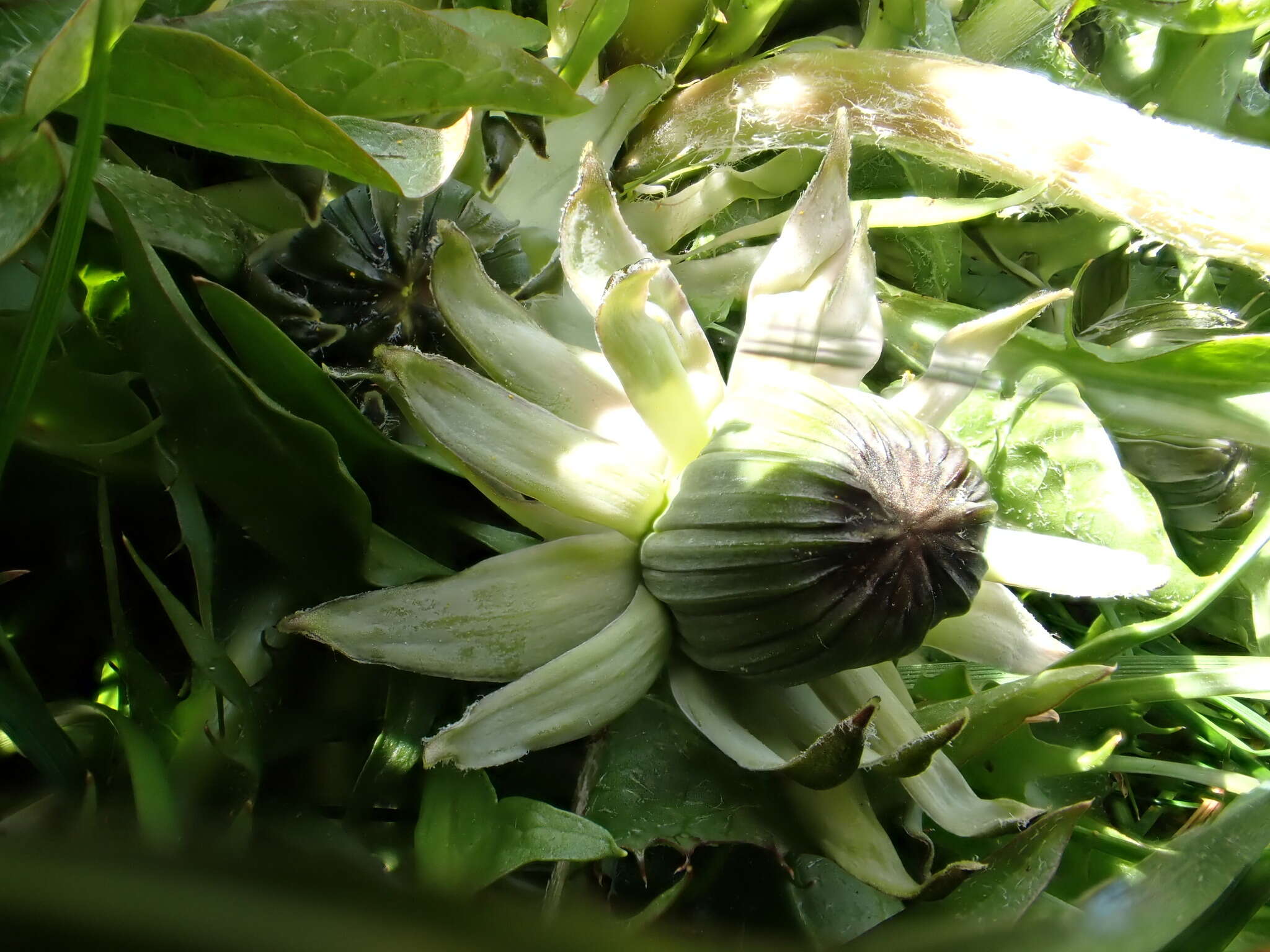 Слика од Taraxacum piceatum Dahlst.