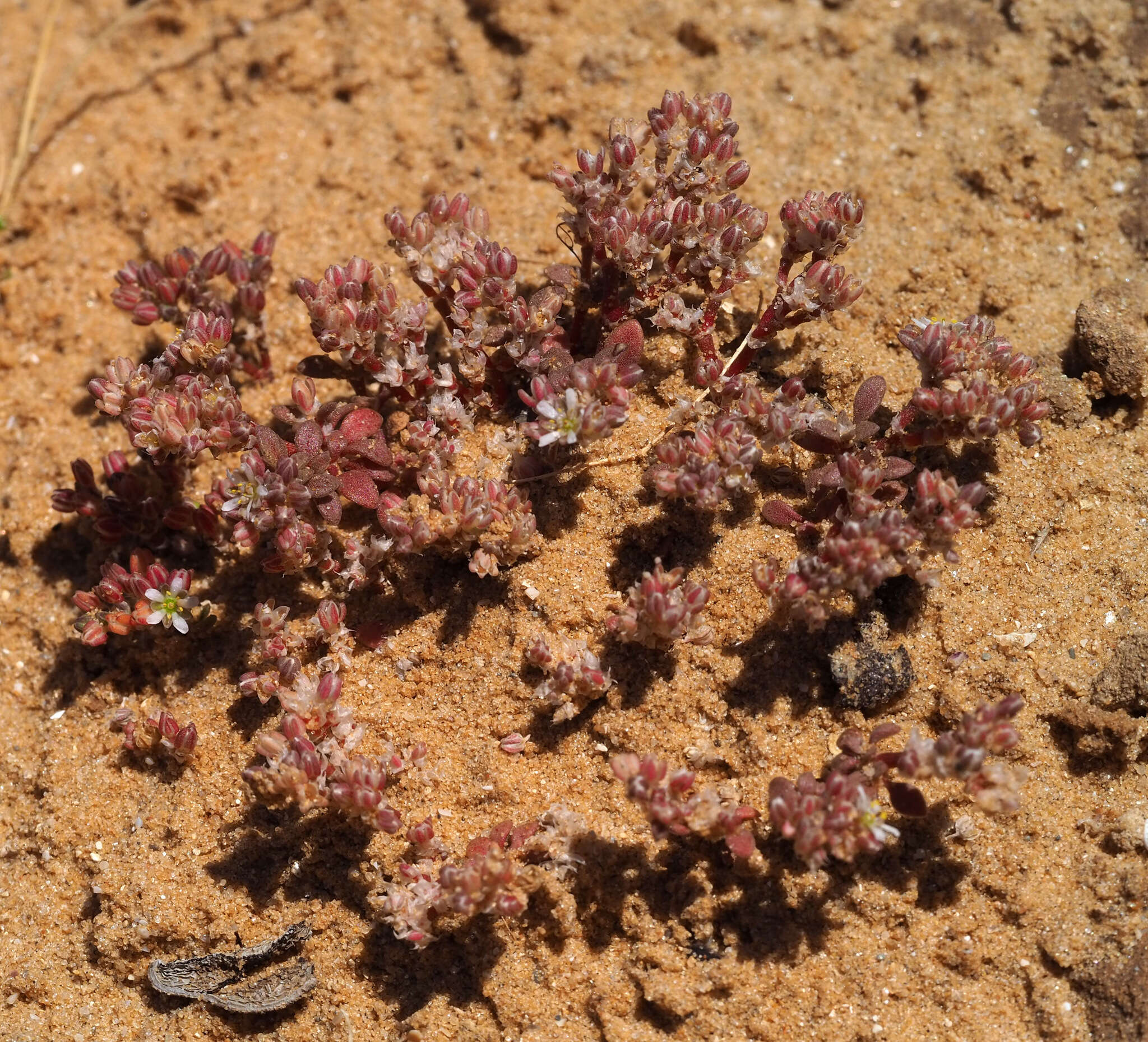 Imagem de Polycarpon succulentum (Del.) J. Gay