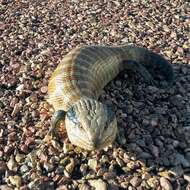 Imagem de Tiliqua multifasciata Sternfeld 1919