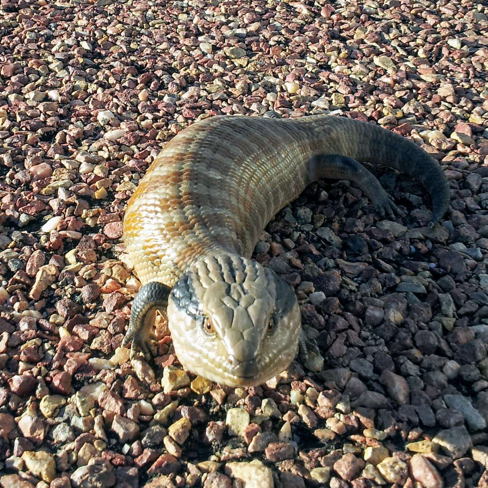 Image of Centralian Blue-Tongued Lizard
