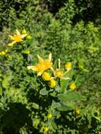 Image of great St. Johnswort