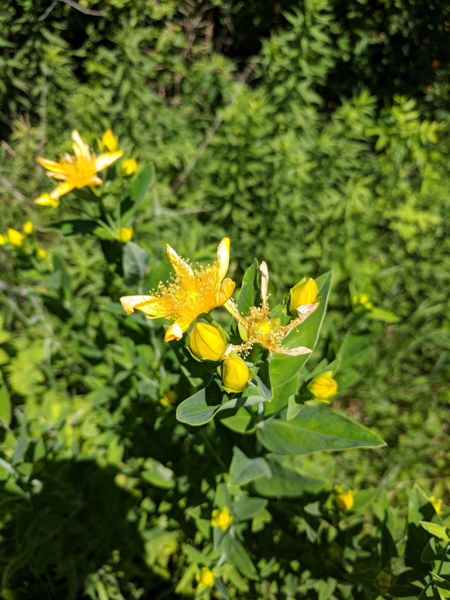 Image of great St. Johnswort