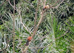 Plancia ëd Centropus senegalensis (Linnaeus 1766)