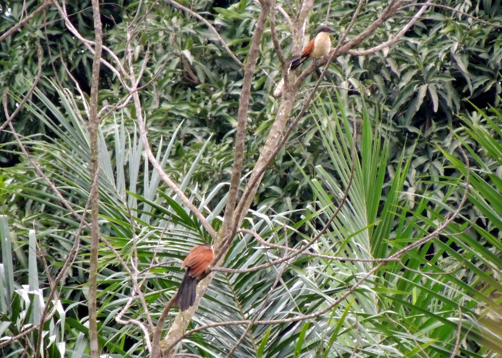 Plancia ëd Centropus senegalensis (Linnaeus 1766)