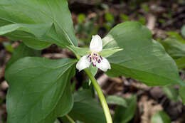 Imagem de Trillium cernuum L.