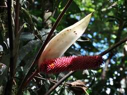 Anthurium formosum Schott resmi