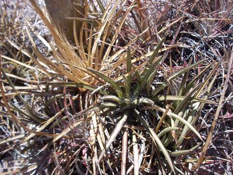 Imagem de Agave felgeri Gentry