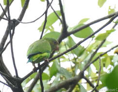 Image of Cobalt-winged Parakeet