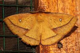 Image of Decachorda aspersa Bouvier 1927