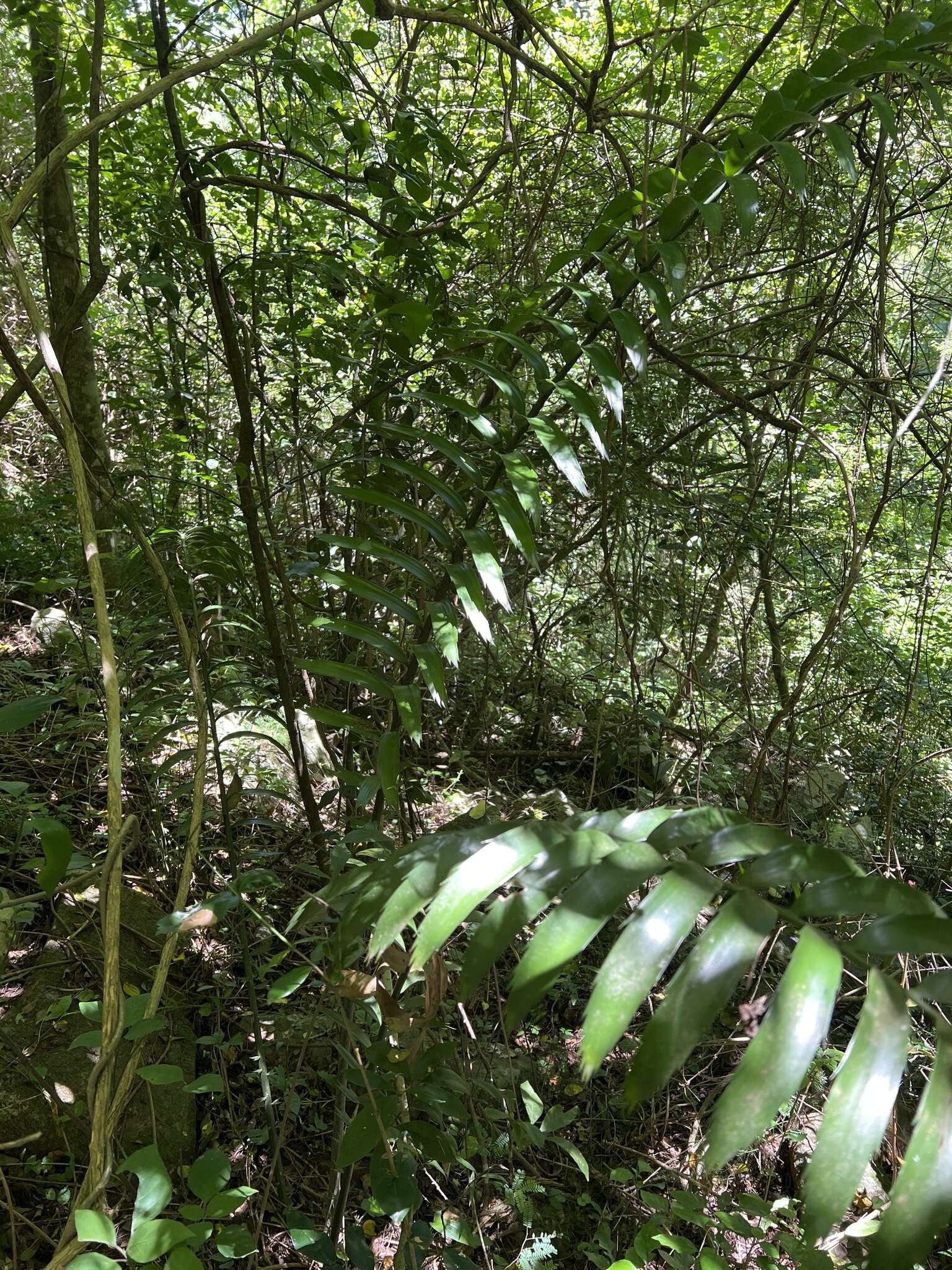 Image of Cycad