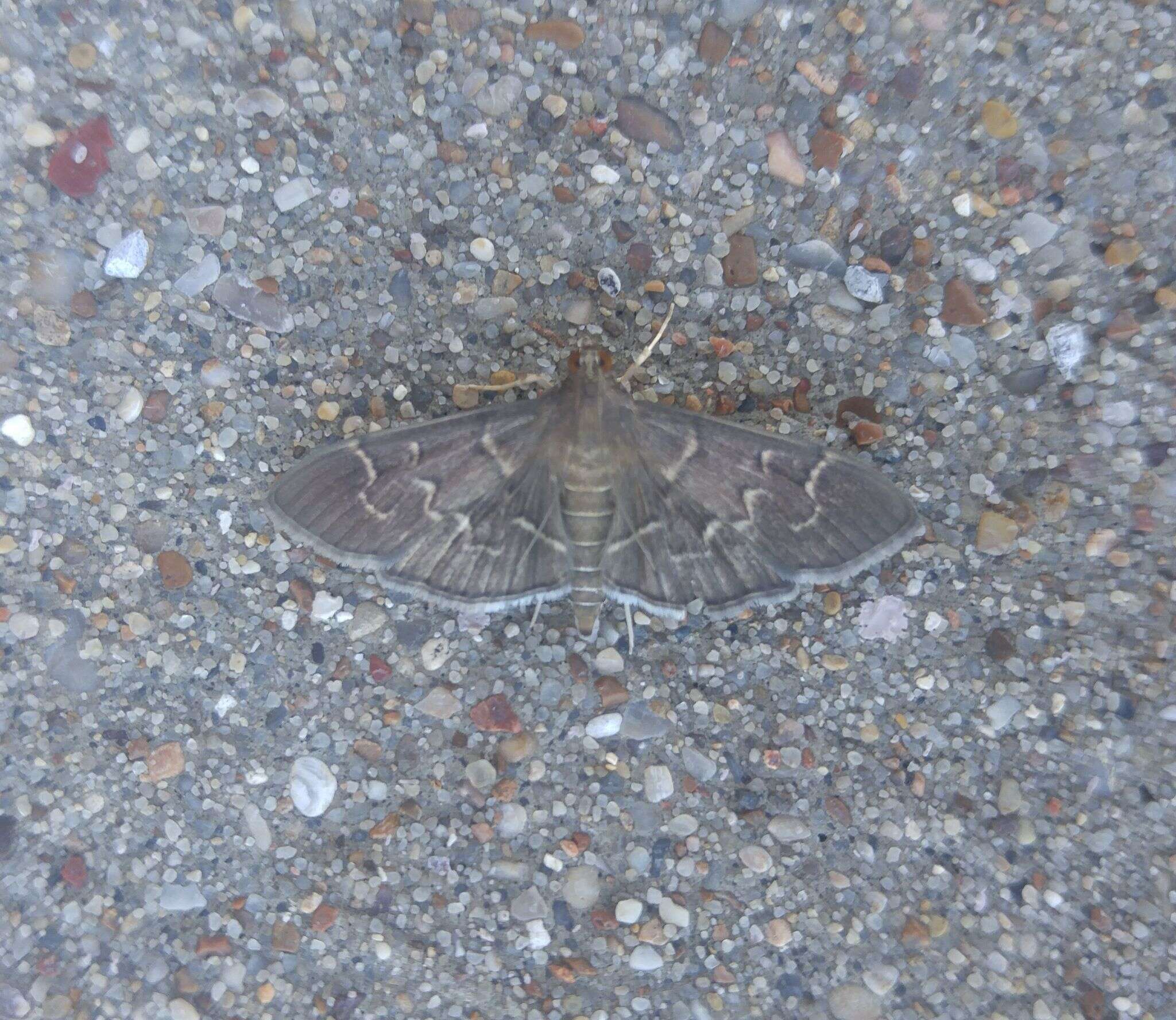 Image of Scraped Pilocrocis