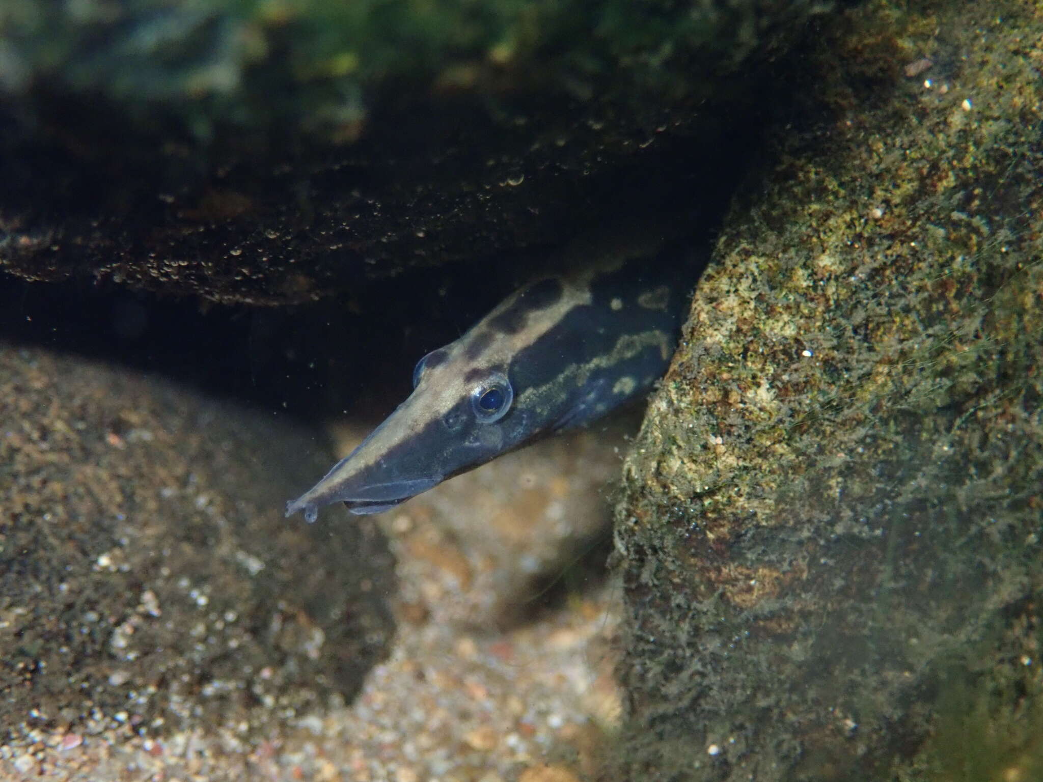 Image of Spiny eel