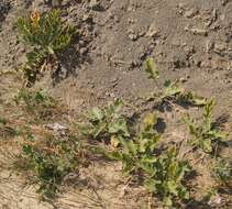 Image of Crambe koktebelica (Junge) N. Busch