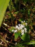 Image of Crusea longiflora (Roem. & Schult.) W. R. Anderson