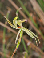 Sivun Caladenia brevisura Hopper & A. P. Br. kuva