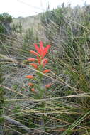 Слика од Castilleja integrifolia L. fil.