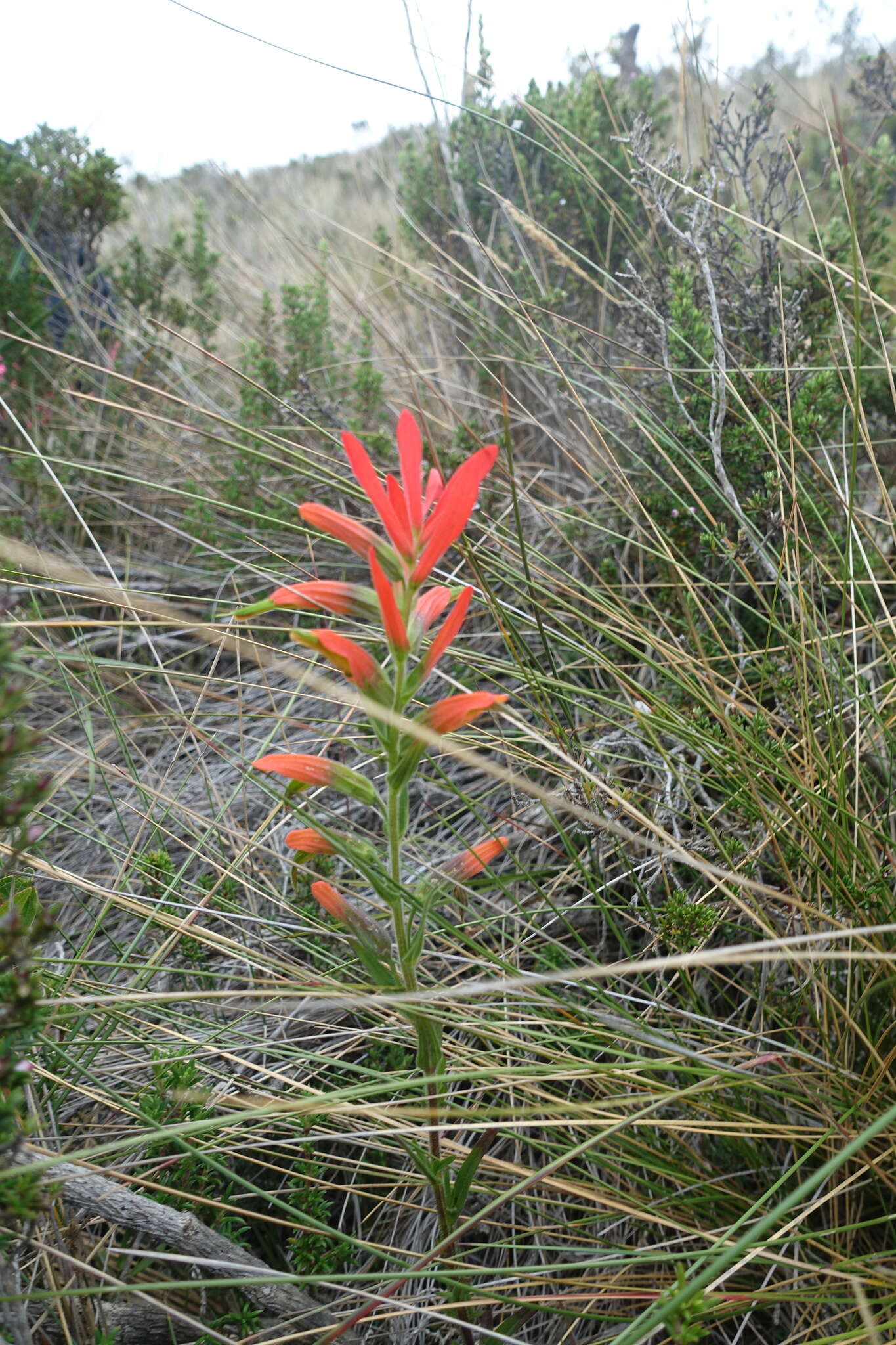 Слика од Castilleja integrifolia L. fil.