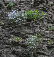 Imagem de Phlox bifida Beck