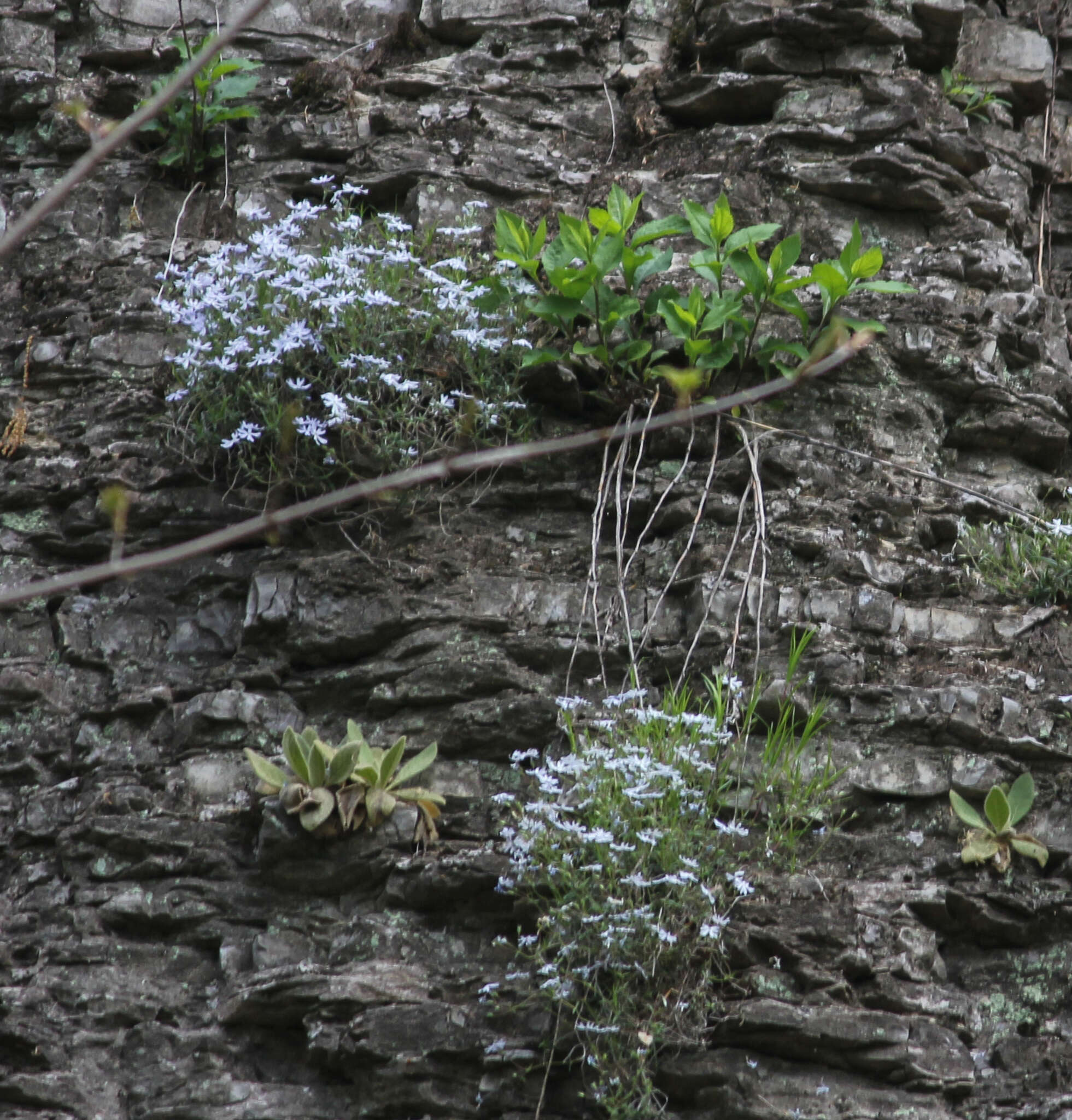 Imagem de Phlox bifida Beck