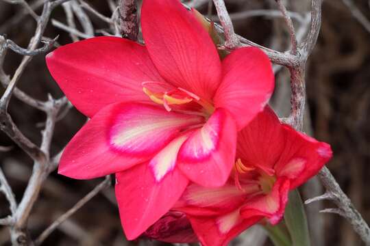 Plancia ëd Gladiolus carmineus C. H. Wright