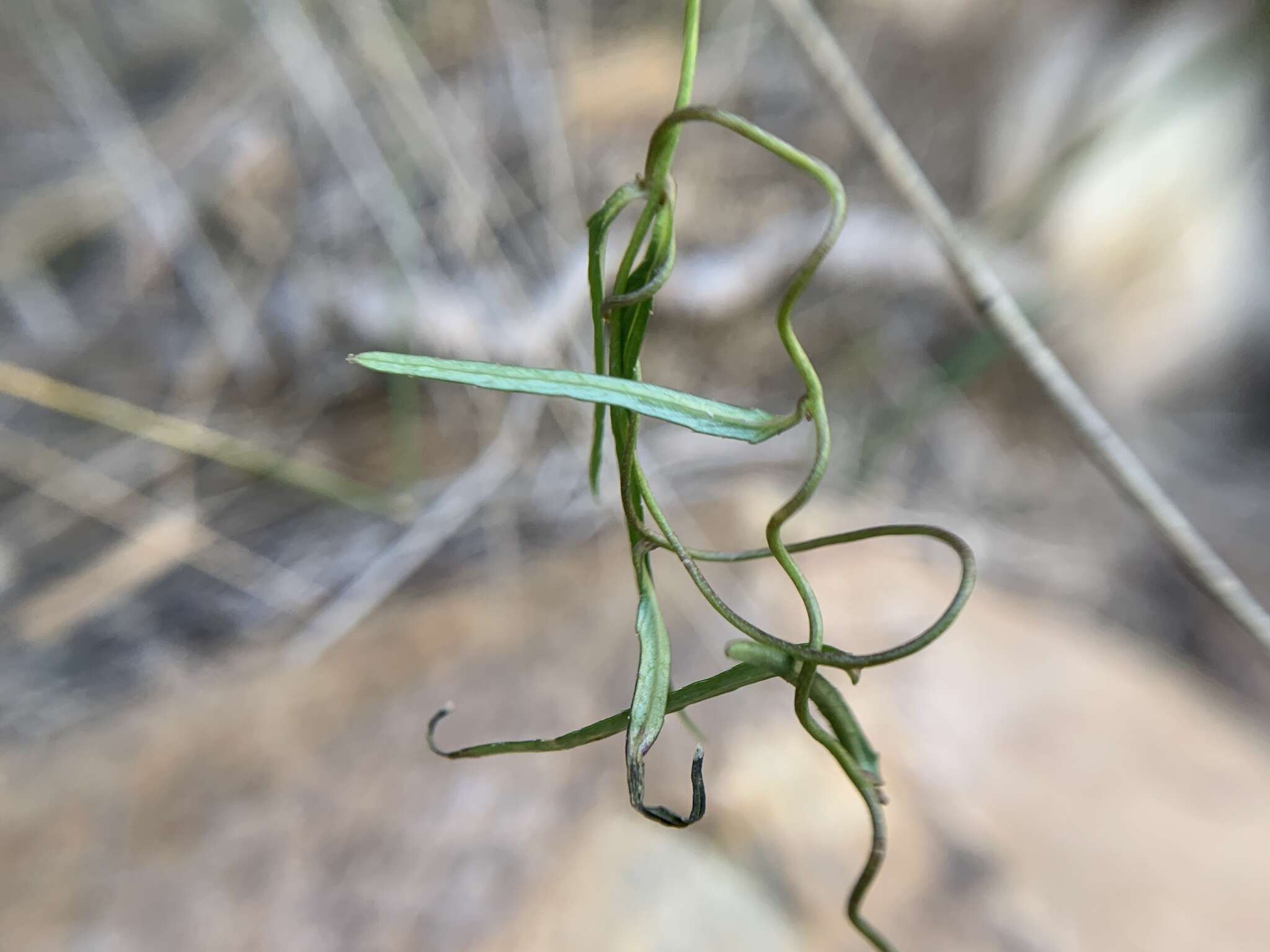 Image of Cyphia sylvatica Eckl. & Zeyh.