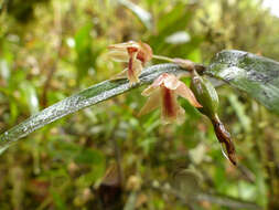 Image de Scaphyglottis punctulata (Rchb. fil.) C. Schweinf.