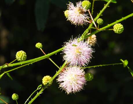 Image of fourvalve mimosa