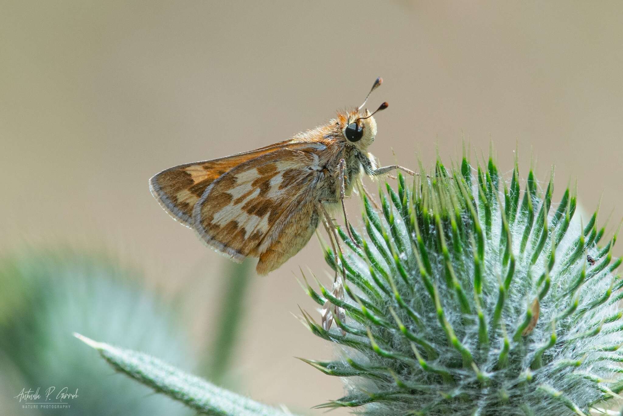 Image de Hylephila signata Blanchard 1852