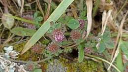 Imagem de Trifolium ligusticum Loisel.