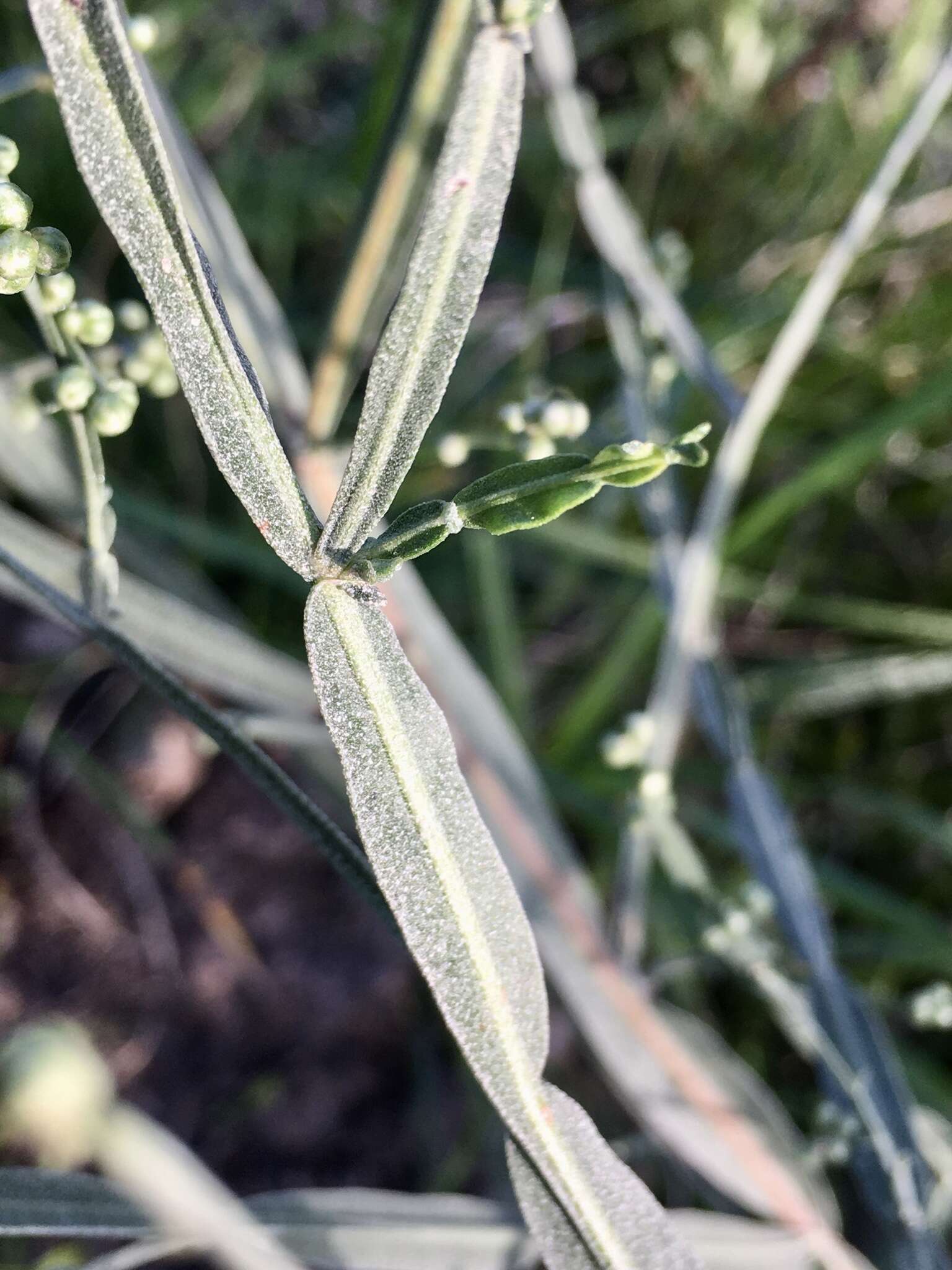 Image of Baccharis articulata (Lam.) Pers.