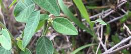 Image of Huachuca Mountain spurge