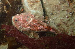 Image of Enophrys