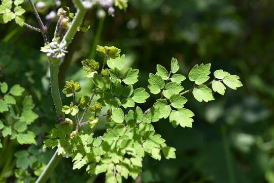 Image of Thalictrum guatemalense C. DC. & Rose ex Rose