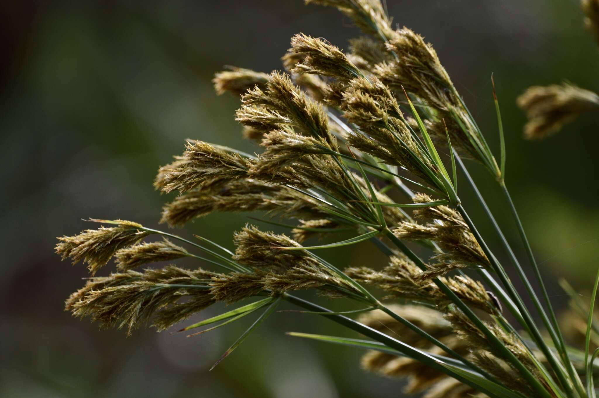 Imagem de Cyperus prolixus Kunth