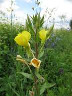 Imagem de Oenothera villosa Thunb.