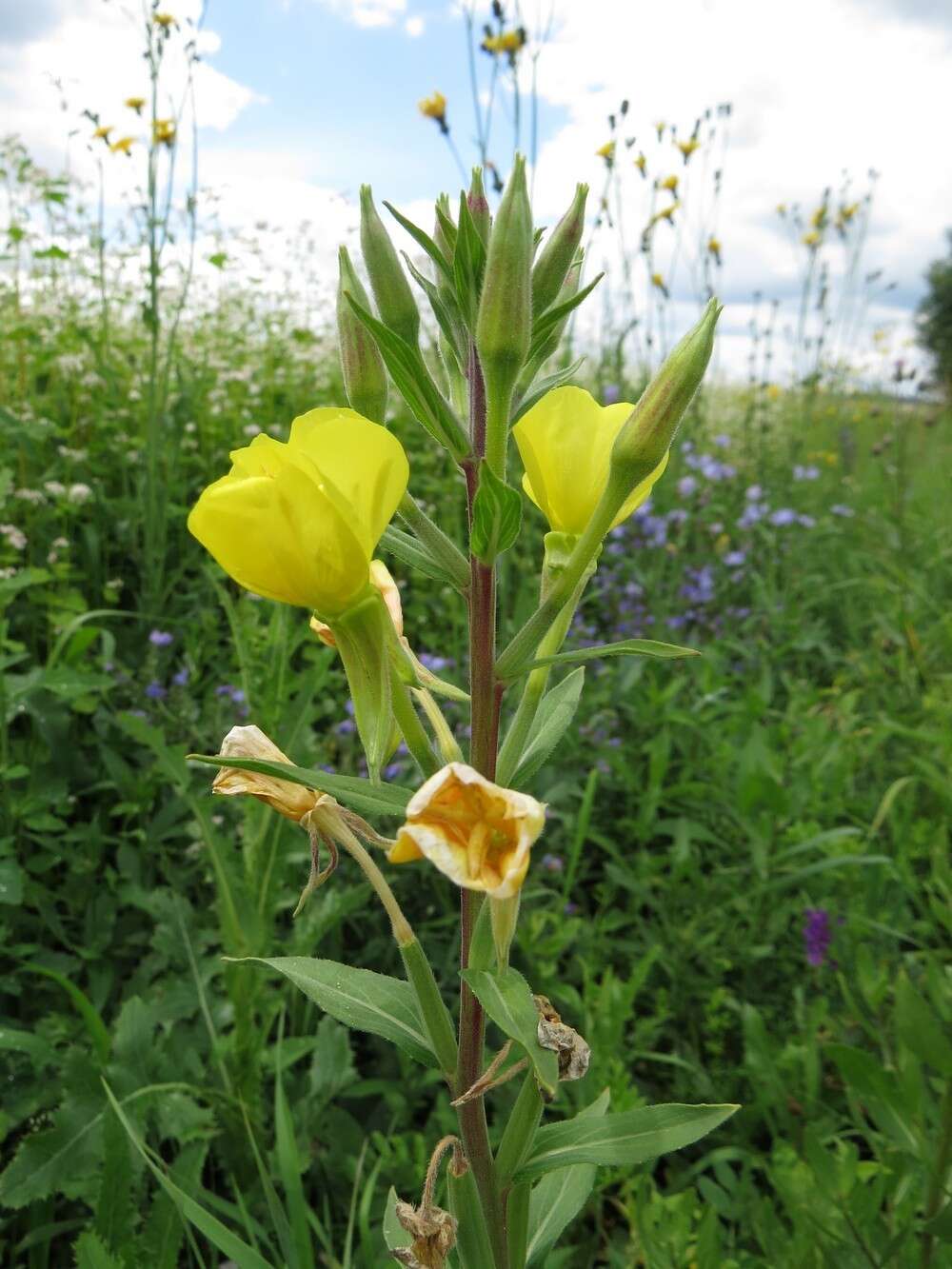 Imagem de Oenothera villosa Thunb.