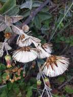 Image de Brickellia lanata (DC.) A. Gray