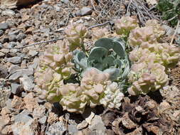 Image de Physaria chambersii Rollins