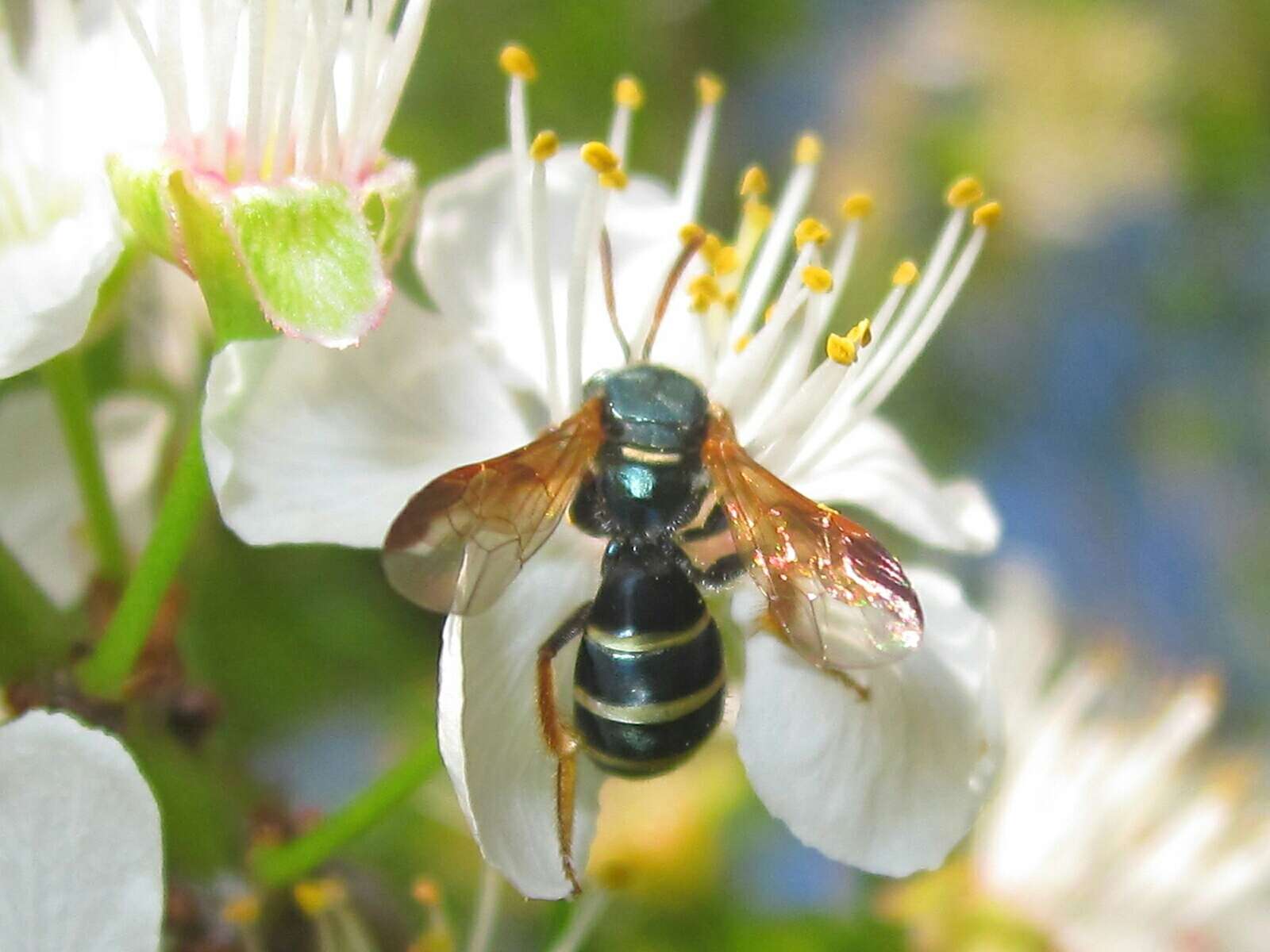 Corynura chilensis (Spinola 1851) resmi