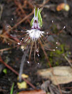 Image of Bartholina etheliae Bolus