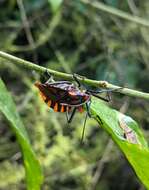 Image of Spartocera pantomima (Distant 1881)