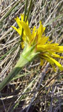 Image of Scorzonera villosa subsp. villosa