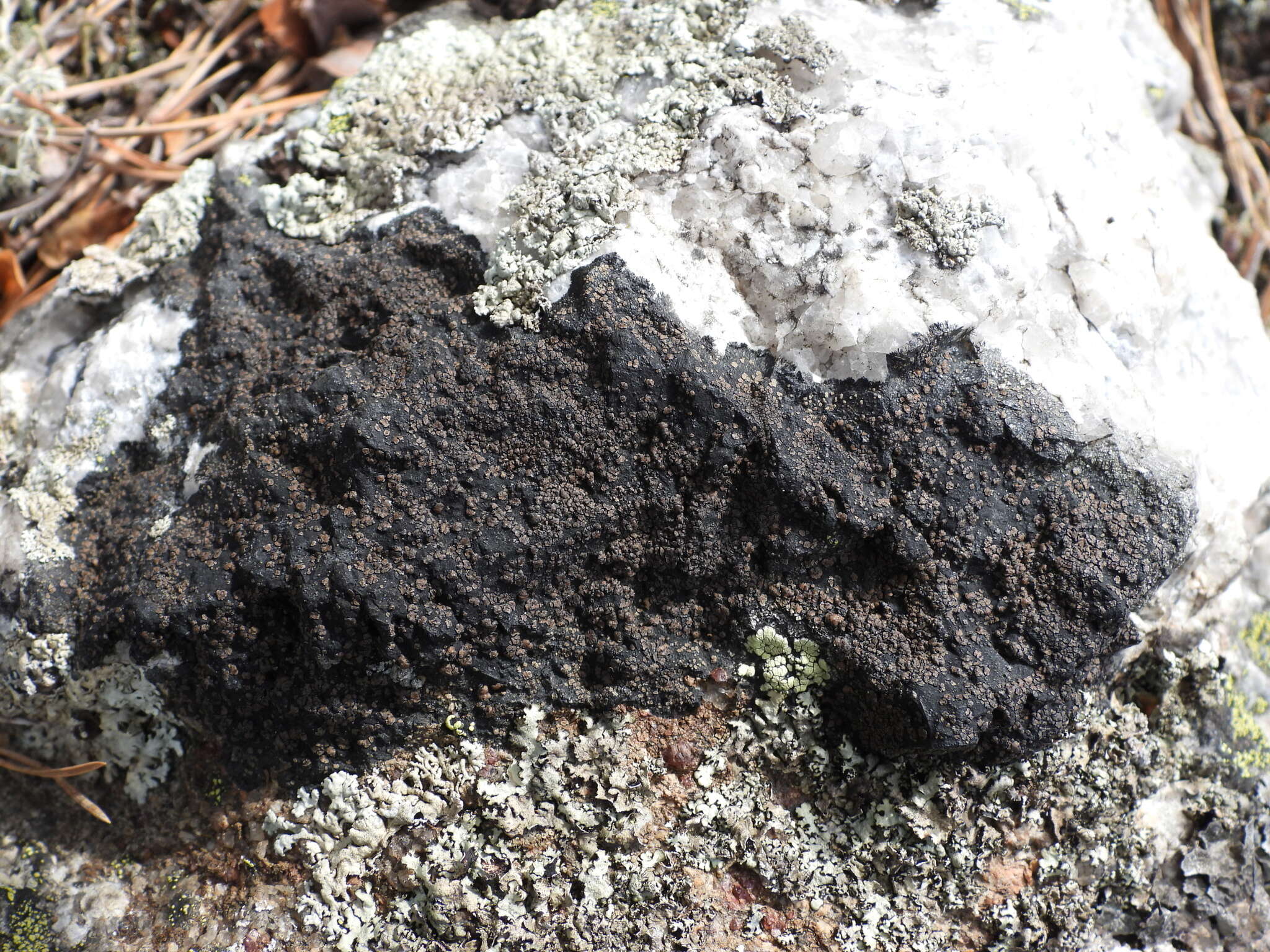 Image of miriquidica lichen