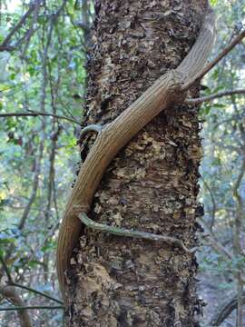 Image of Ventilago pubiflora Francis