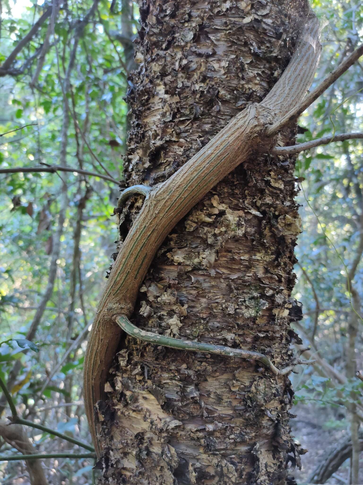 Image of Ventilago pubiflora Francis