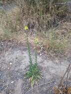 Image of wand mullein