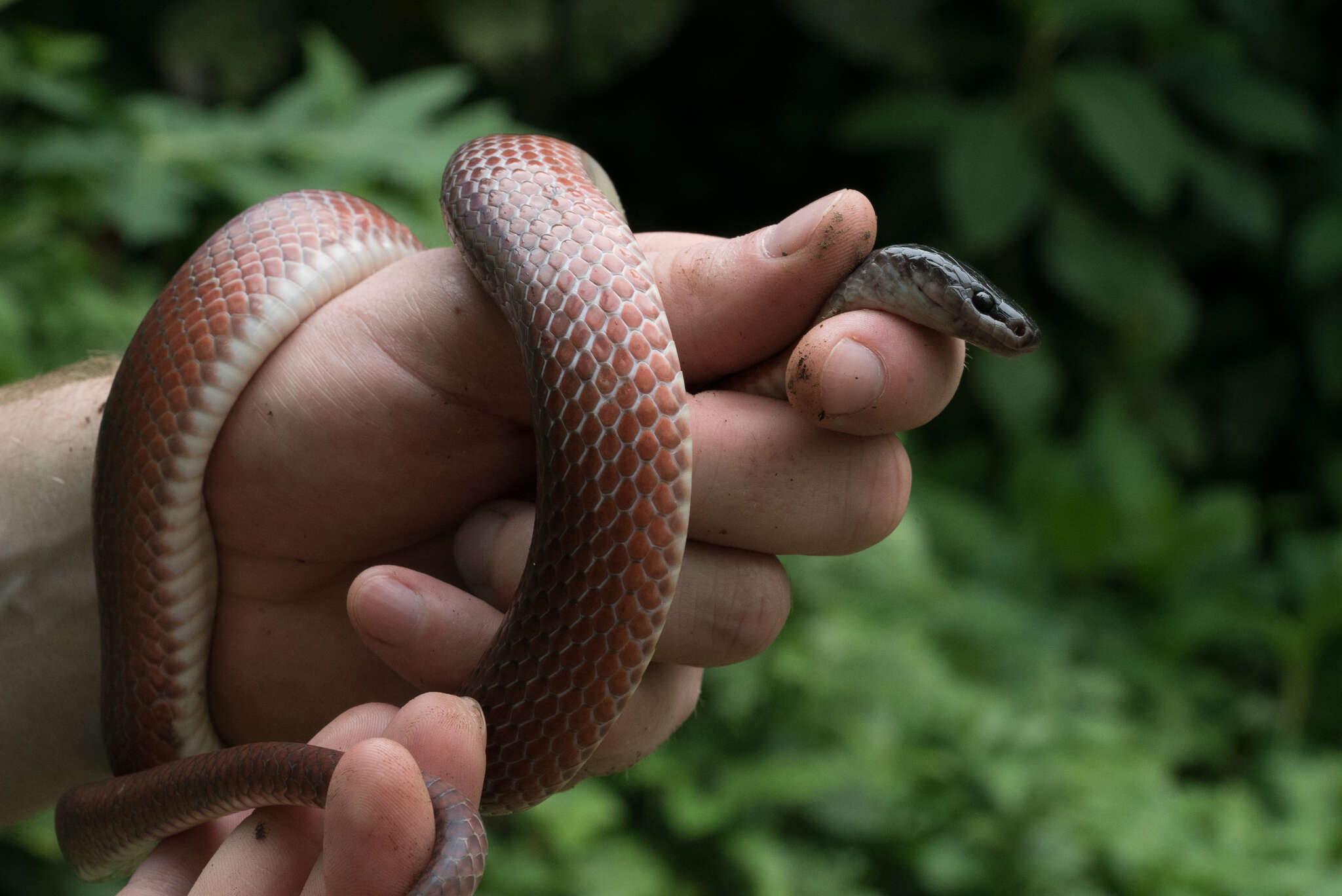 Imagem de Pseudoboa coronata Schneider 1801