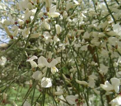 Imagem de Retama monosperma (L.) Boiss.