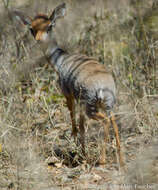 Image of Salt's Dikdik