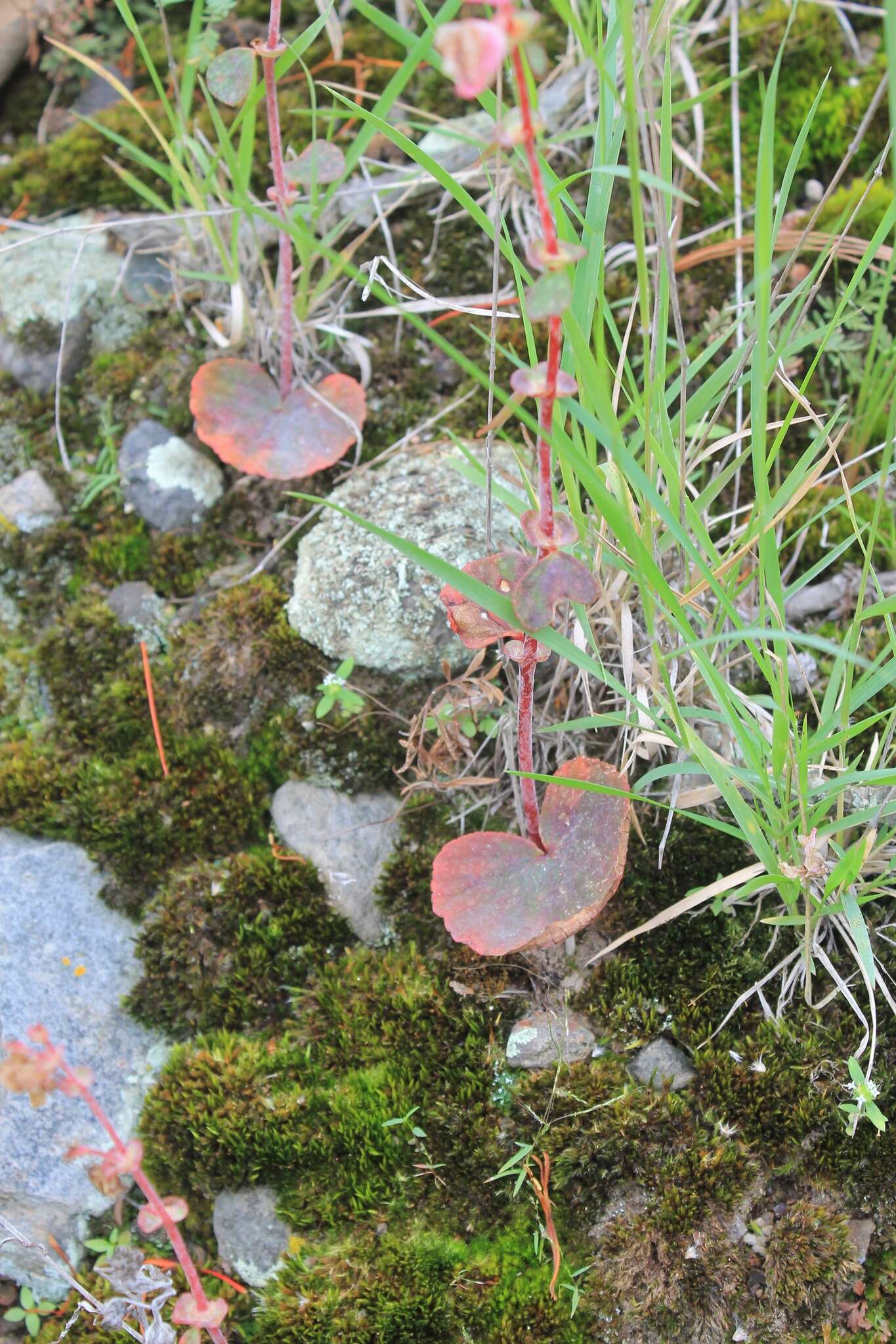 Image of Begonia tapatia Burt-Utley & McVaugh